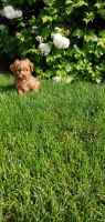 Cavapoo puppies