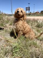 Arlo from Cross-Country Cavapoos