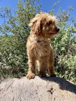 Arlo from Cross-Country Cavapoos