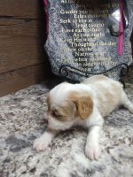 For sale Vera cavapoo