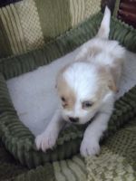 For sale Vera cavapoo