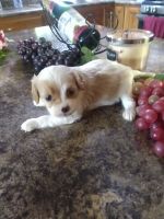 For sale Vera cavapoo