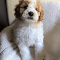 Mini Cavapoo