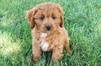 Sweet Cavapoo males