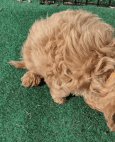 Male Cavapoo pup