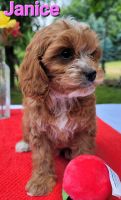 F1B non-shedding Cavapoos Born 4-18-23 ***