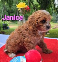F1B non-shedding Cavapoos Born 4-18-23 ***