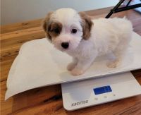 Amazing Cavapoo Puppies