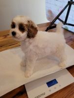 Amazing Cavapoo Puppies