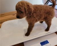 Amazing Cavapoo Puppies