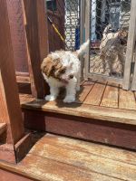 Bailey /cavapoo puppy’s
