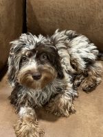 Blue Merle Cavapoo