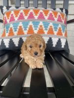 Cavapoo puppy