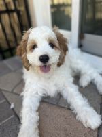 Beautiful Cavadoodle Puppy