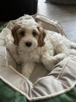 Cavapoo Puppies for sale in Orange County, CA, USA. price: $1,500