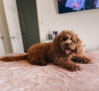 Female Cavapoo