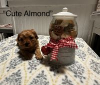 Precious CKC cavapoo puppies