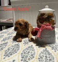 Precious CKC cavapoo puppies