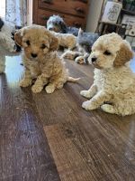 Mini Cavapoo