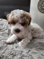 Mini Cavapoo