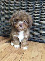 Cavapoo Puppies