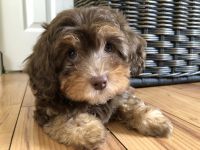 Cavapoo Puppies