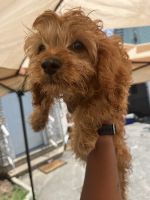 Cavapoo,s in need of a loving home