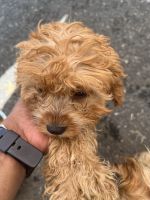 Cavapoo,s in need of a loving home