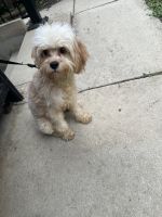 Cavapoo for sale