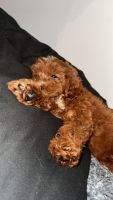 Cavapoo for sell