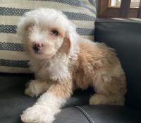 Mini Male Cavapoo Puppy White And Apricot *Caesar* -- $600