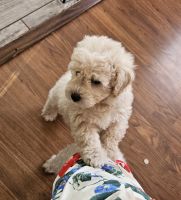 Looking for a forever home!