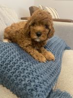 Cavapoo for sale