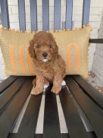 Cavapoo for sale