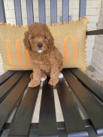Cavapoo for sale