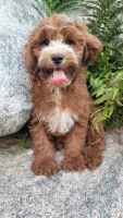 Cavapoo male puppies