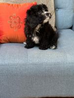 CHARLOTTE'S MINI CAVAPOO PUPPIES