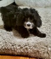 CHARLOTTE'S MINI CAVAPOO PUPPIES