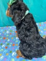 RUGER IS A CAVA-POO MALE