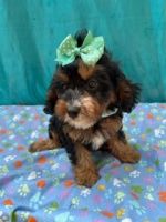 RUGER IS A CAVA-POO MALE