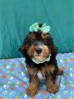 RUGER IS A CAVA-POO MALE