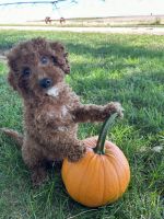 Cavapoo puppies