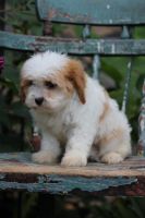 Adorable Toy Cavapoo *Lucy* -- $750