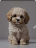 Cavapoo, Maltipoo
