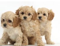 Cavapoo, Maltipoo