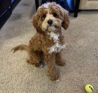Cavapoo Puppies for sale in Louisville, KY, USA. price: $1,500
