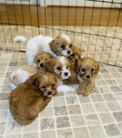 Cavapoo puppies