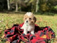 Cavapoo puppies