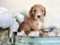 Cavapoo Puppies