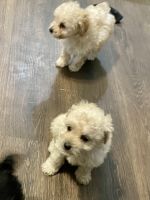 Cav/poodle pups